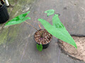 6" Alocasia Zebrina